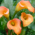 Zantedeschia Esmeralda 1-pack