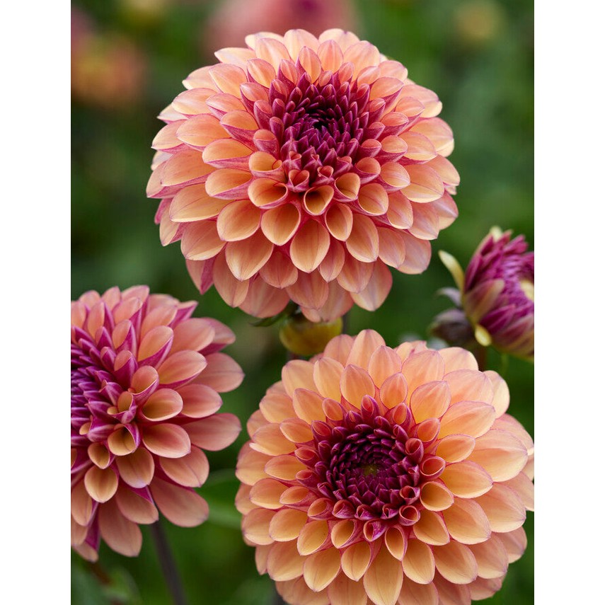 Dahlia Palmares pompon 1-pack NYHET