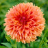 Dahlia Fubuki Orange 1-pack