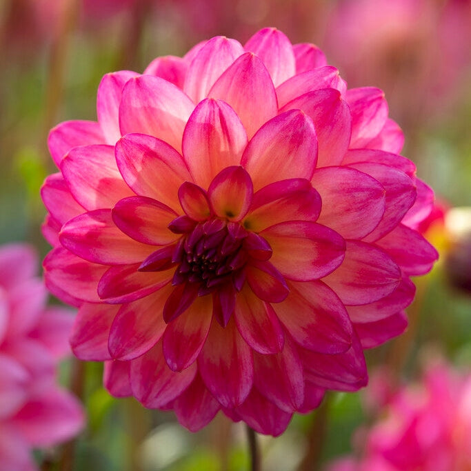 Dahlia Loe Dekorativ 1-pack NYHET