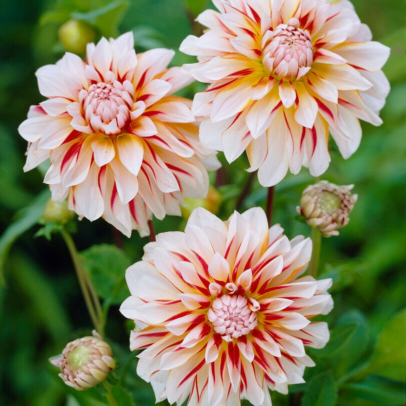 Dahlia Dekorativ Caribbean fantasy 1-pack