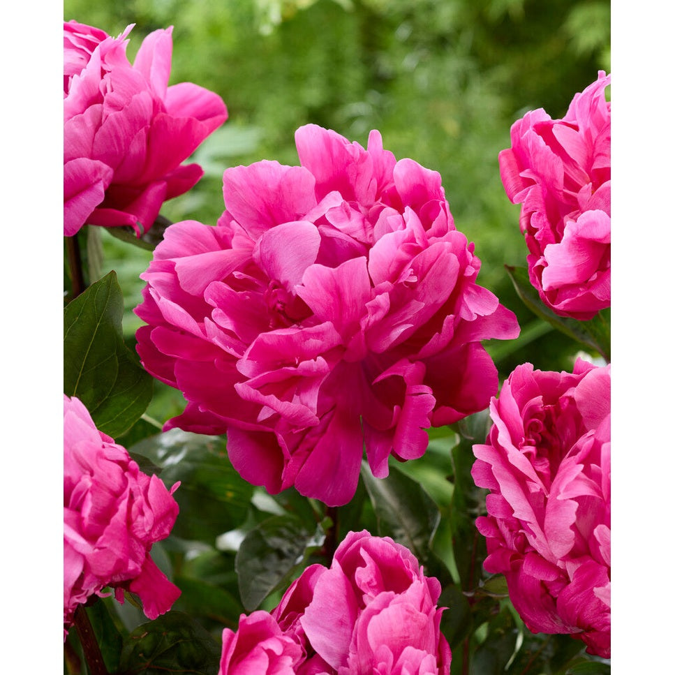 Pion-Paeonia Red Sarah Bernhardt  1-pack