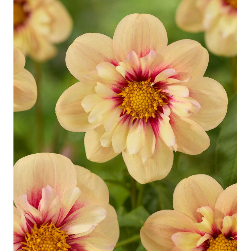 Dahlia Rhubarb and Custard Singel Flowering 1-pack NYHET