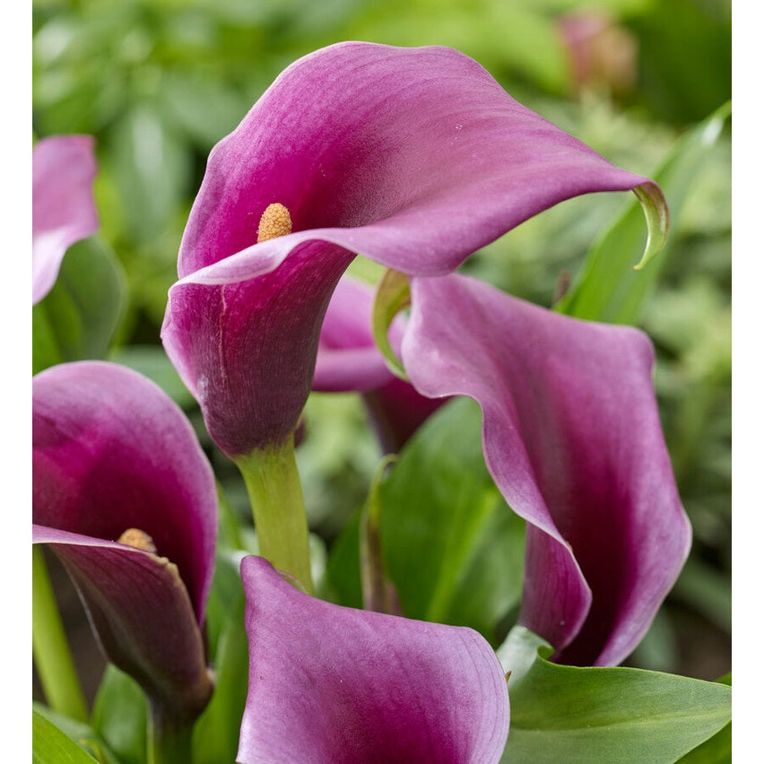 Zantedeschia Purple  1-pack