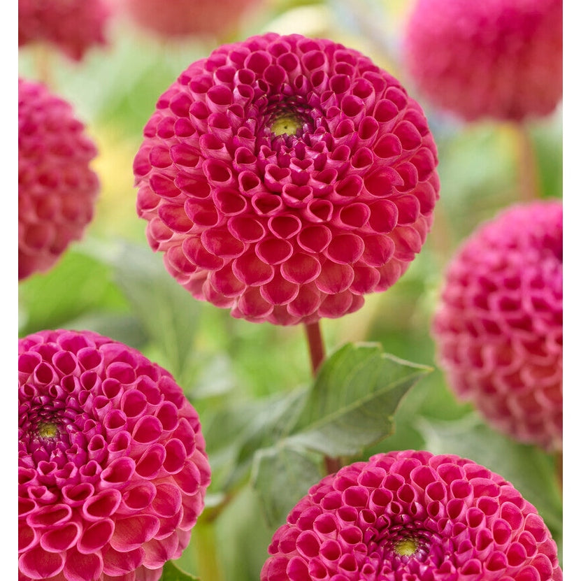 Dahlia Burlesca Ball 1-pack