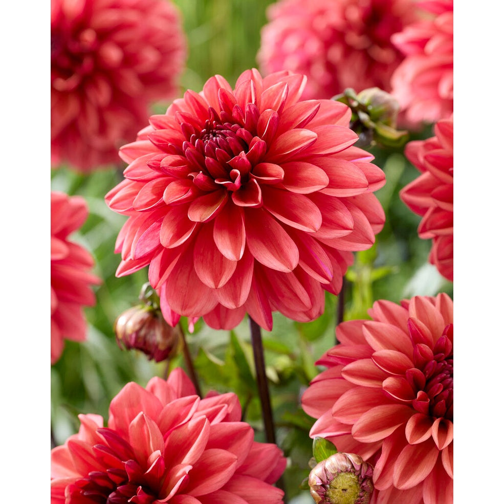 Dahlia Klara Zak Dekorativ 1-pack NYHET