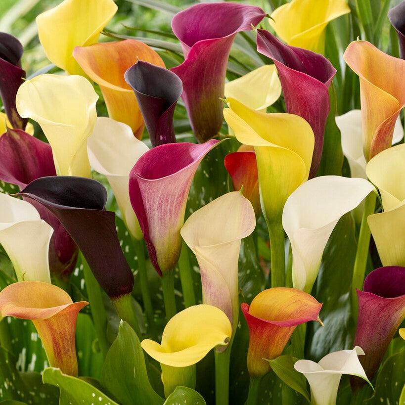Zantedeschia Mixed 3-pack