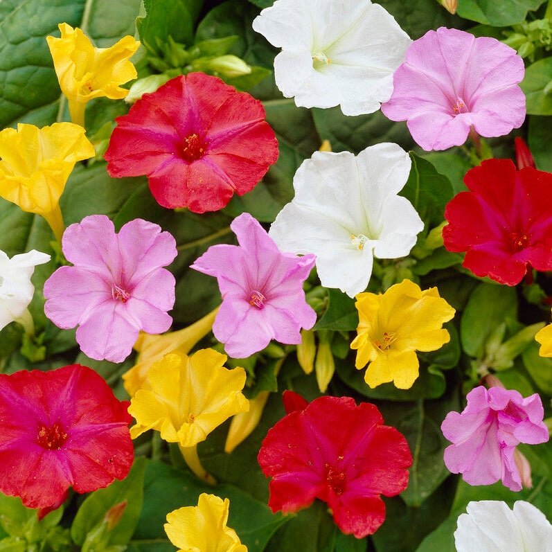 Underblomma-Mirabillis Jalapa Mixed 3-pack