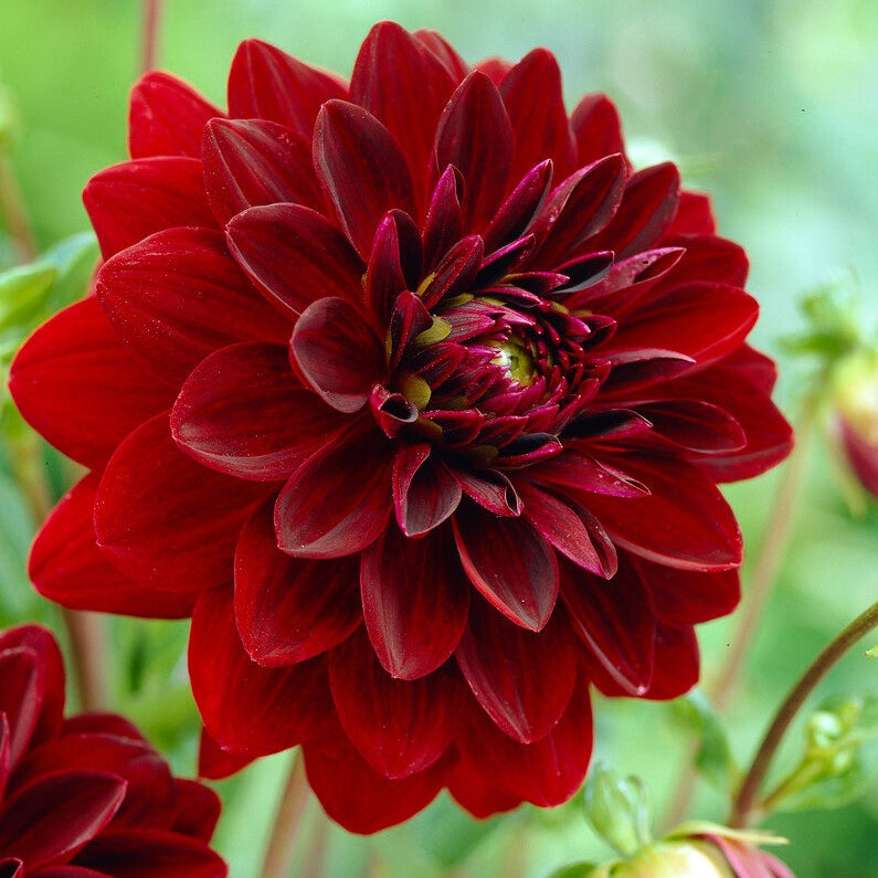Dahlia Dekorativ Arabian Night 1-pack