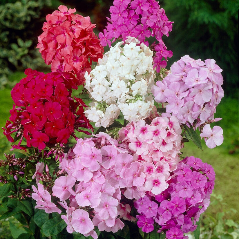 Flox-Phlox Mixed 3-pack