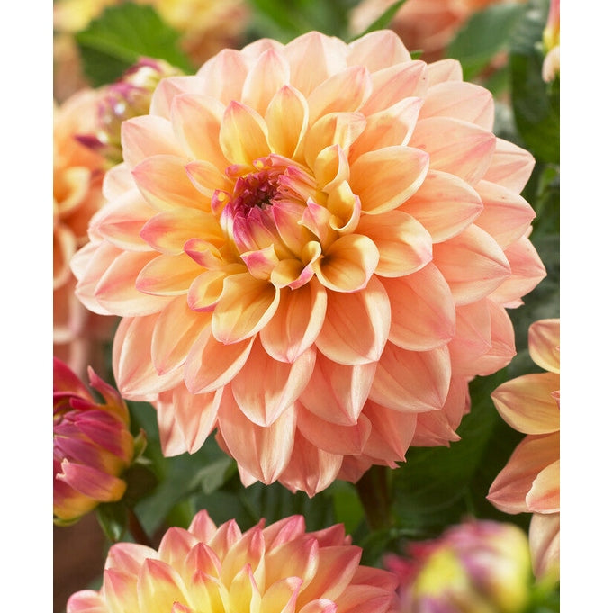 Dahlia Princesse Elisabeth Dekorativ 1-pack