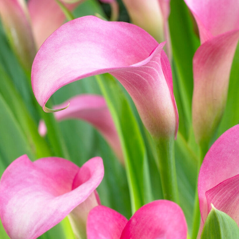 Zantedeschia Rehmanii 1-pack