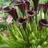 Zantedeschia Schwarzwalder 1-pack
