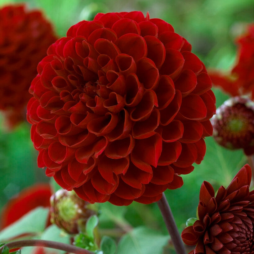 Dahlia Pompon Viking 1-pack