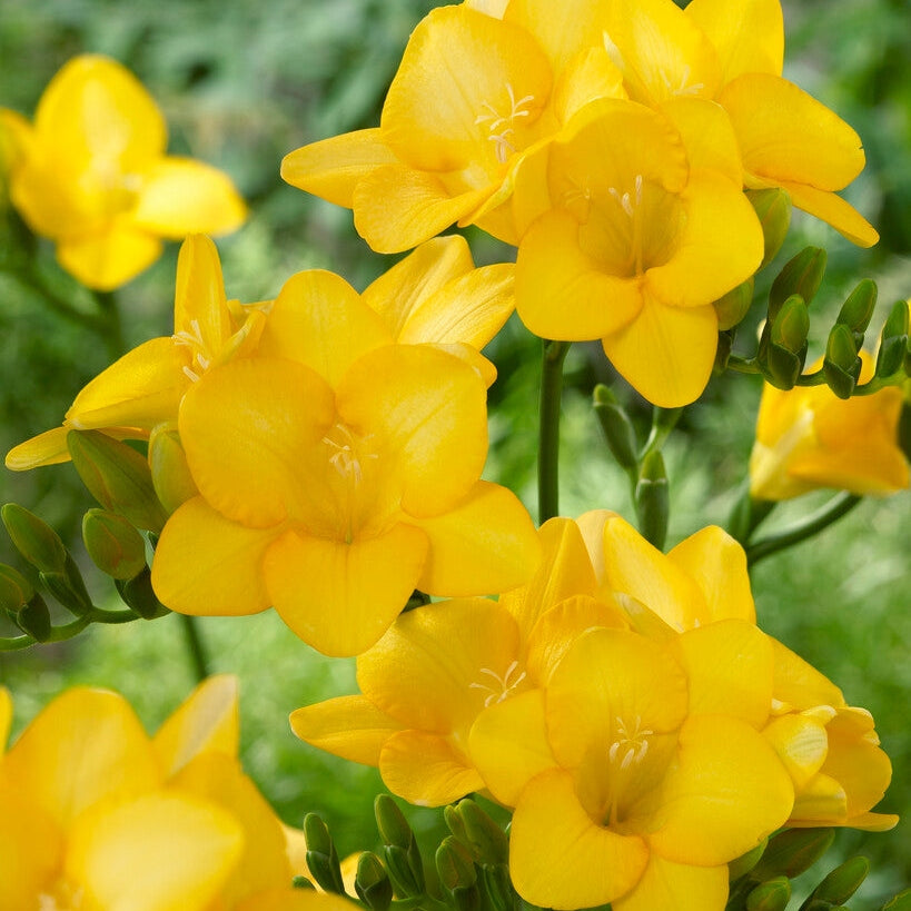 Freesia-Single Yellow 15 -pack