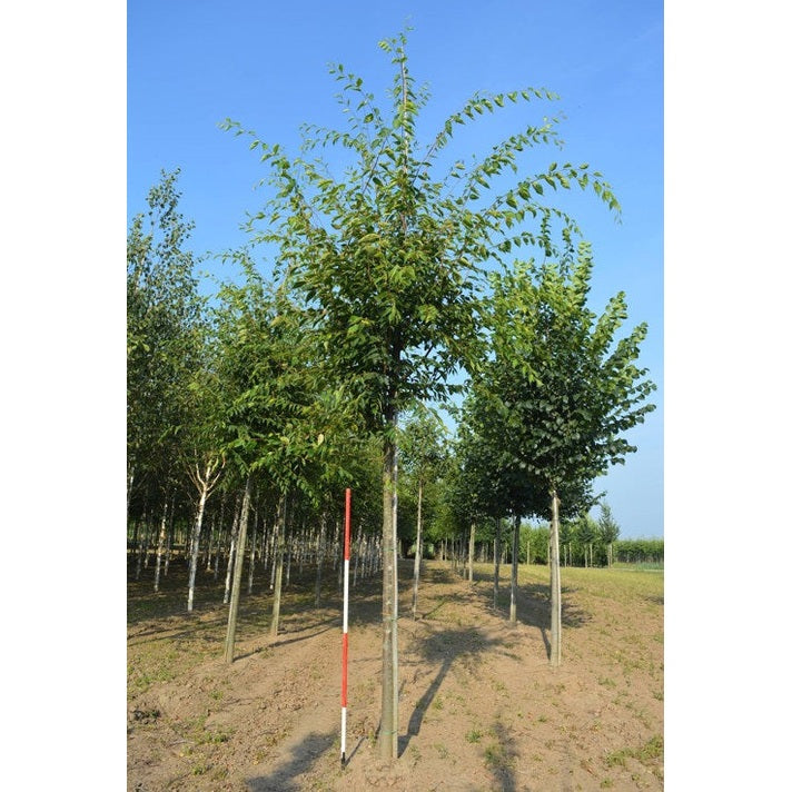 Japansk zelkova - Zelkova serrata GREEN VASE  - Stammens omkrets 14-16 cm, höjd 3,5-4 meter,  HS,