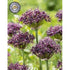 Allium &