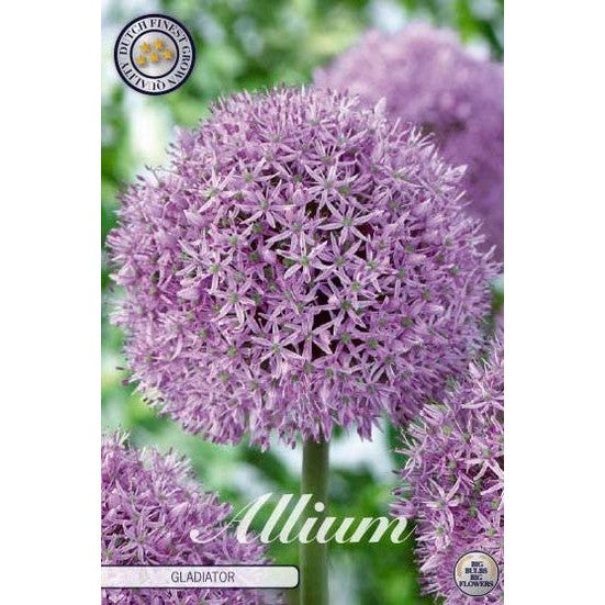 Allium &