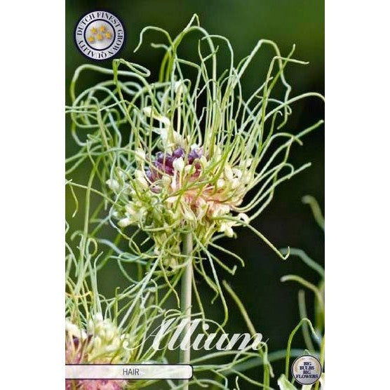 Allium &