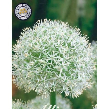 Allium &