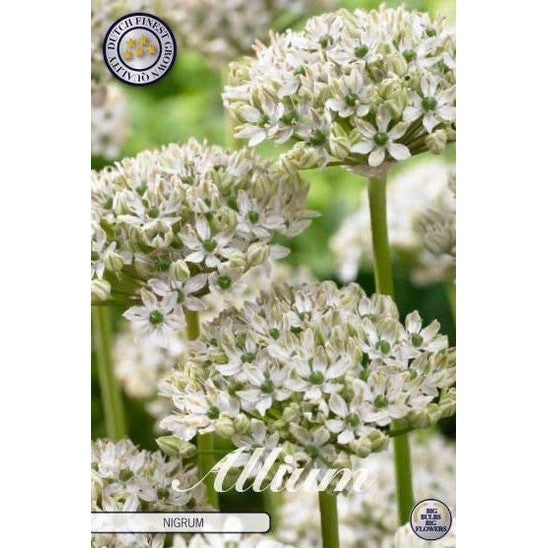 Allium &