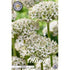Allium &