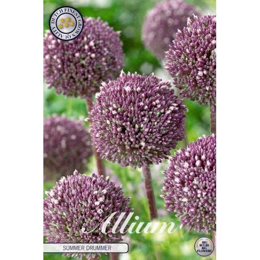 Allium &