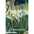 Stjärnhyacint-Camassia leichtlinii &