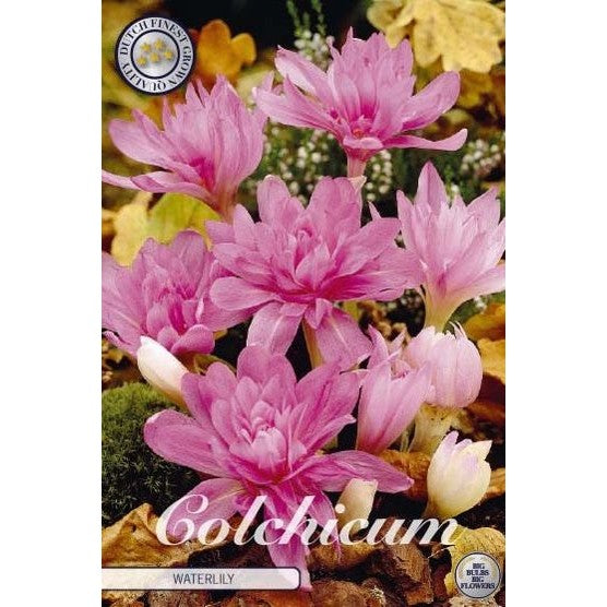 Tidlösa-Colchicum &