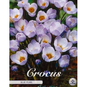 Bägarkrokus-Crocus Chrysanthus &