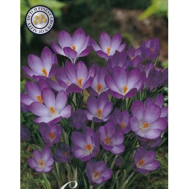 Snökrokus-Crocus Tommasinianus Ruby Giant 20-pack