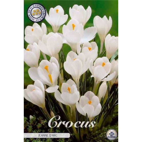 Vårkrokus-Crocus Vernus &