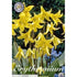 Hundtandslilja Pagoda 1-pack