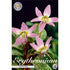 Hundtandslilja Purple King 1-pack