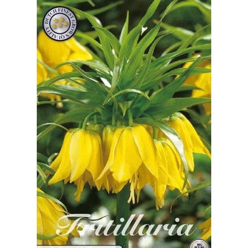 Kejsarkrona-Fritillaria imperialis &
