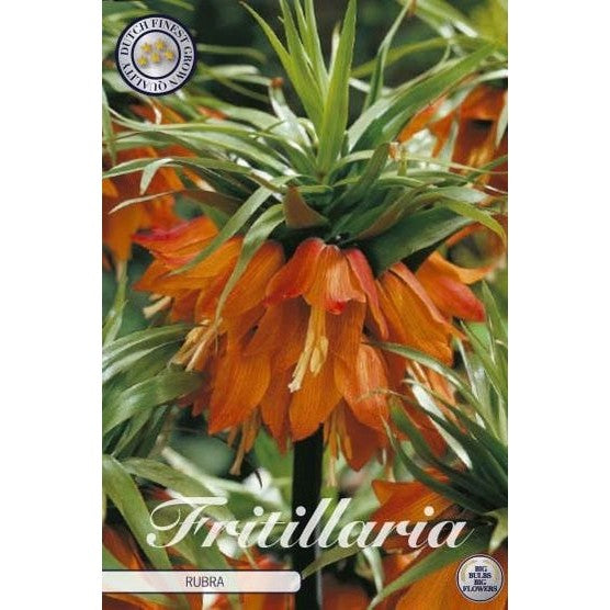 Kejsarkrona-Fritillaria imperialis &