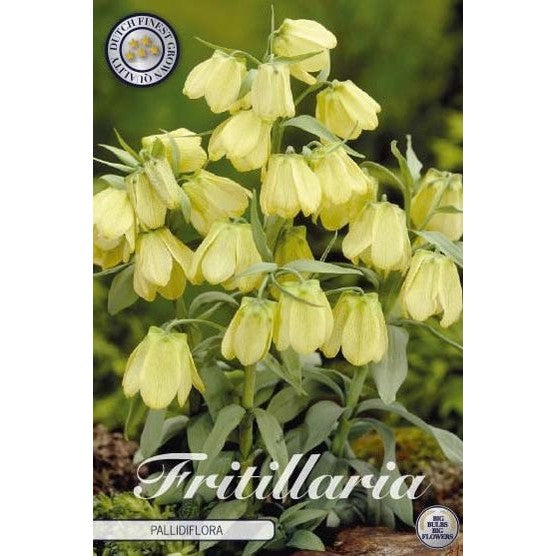 Blek klocklilja-Fritillaria Pallidiflora &