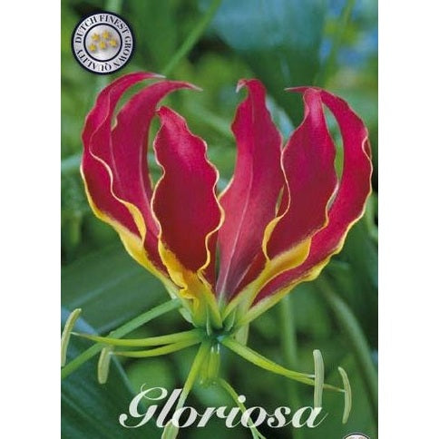 Klänglilja-Gloriosa superba &