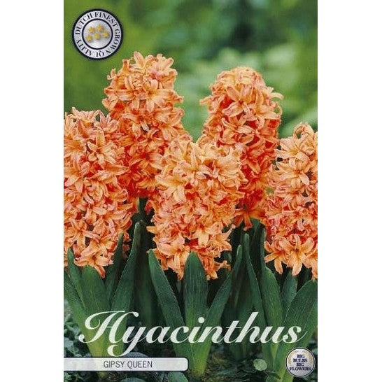 Hyacint &
