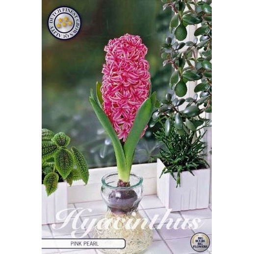 Hyacint Glas Hyacint &