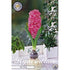 Hyacint Glas Hyacint &
