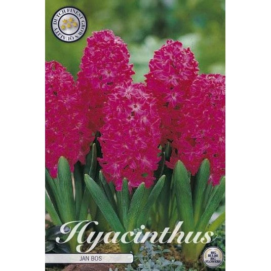 Hyacint Jan Bos 5-pack