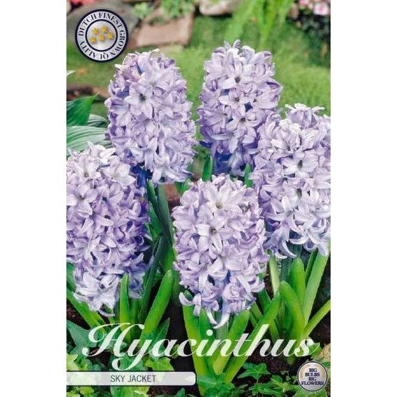 Hyacint &