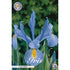 Holländsk iris-Iris hollandica &