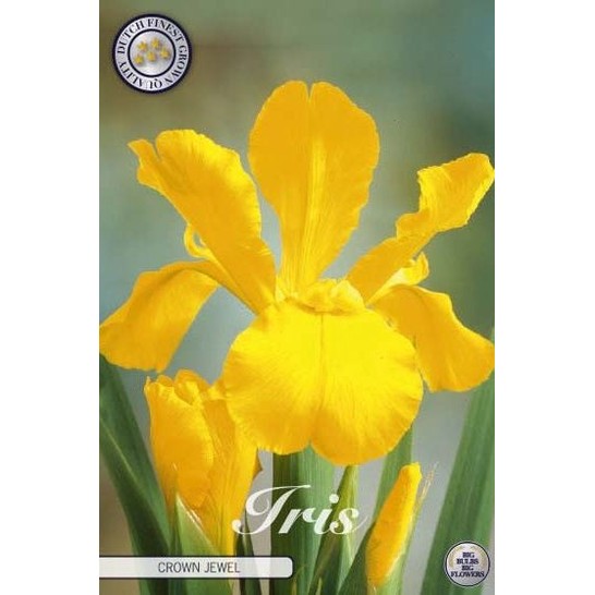 Holländsk iris-Iris hollandica &