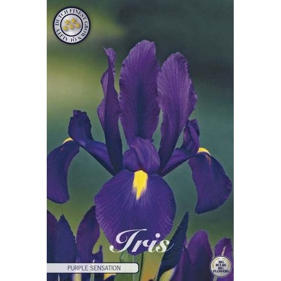 Holländsk iris-Iris hollandica &