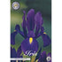 Holländsk iris-Iris hollandica &