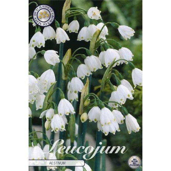 Sommarsnöklocka-Leucojum Aestivum 10-pack