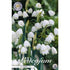 Sommarsnöklocka-Leucojum Aestivum 10-pack
