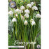 Snöklocka-Leucojum Vernum 5-pack